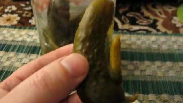 Огурцы разных полов оказываеться Как размножаються огурцы Смотреть всем смотреть онлайн