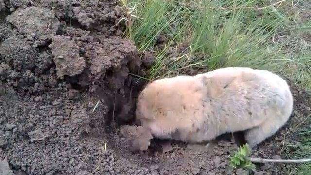 Контуженный крот смотреть онлайн