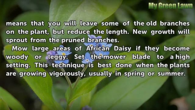 How to Prune African Daisy Ground Cover смотреть онлайн
