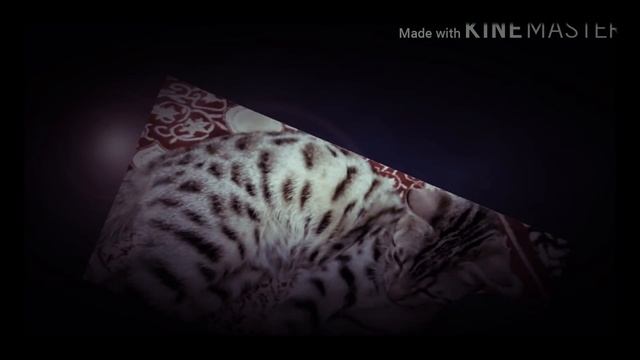 мой кот гуся смотреть онлайн