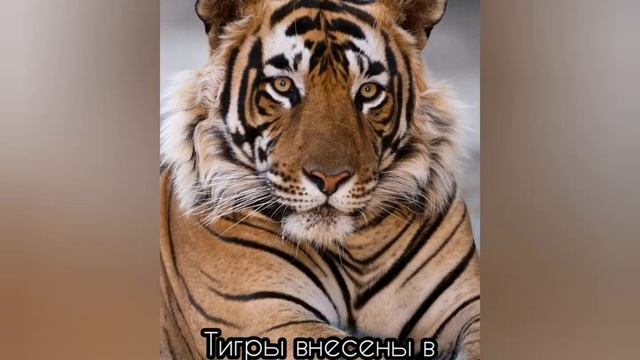 Познавательная онлайн минутка к Международному дню тигра смотреть онлайн