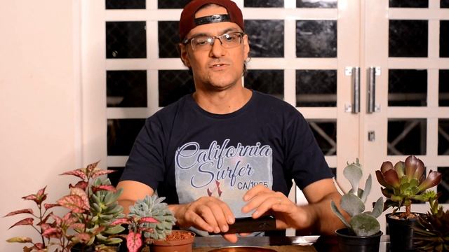 6 Suculentas Incríveis e NOVIDADE no canal смотреть онлайн