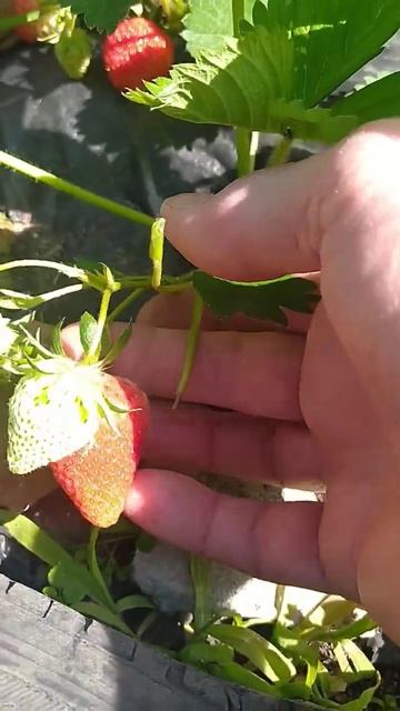 #мальвина #клубника #красота смотреть онлайн