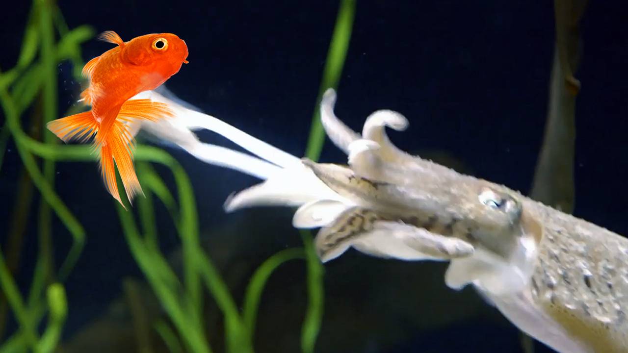 Каракатица – МАСТЕР маскировки и самый КОВАРНЫЙ хищник океана! смотреть онлайн