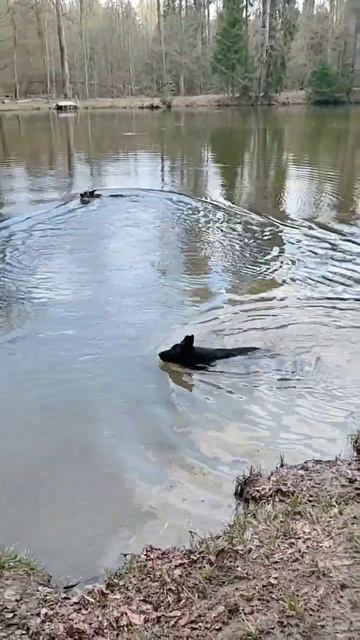 Зара и Емилия #Форестхофф #Немецкаяовчарка смотреть онлайн