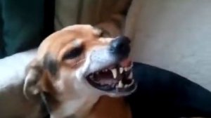 Собаке стыдно.))