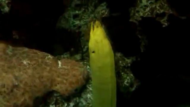 "Talking" Eel - National Aquarium, Baltimore, MD - April 4, 2013 смотреть онлайн