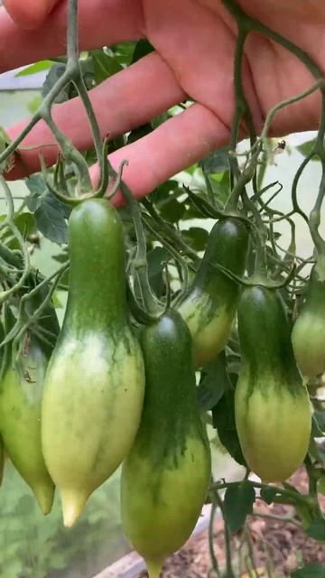 Томат Валентино. #сезон2023 #томаты #томатвалентино смотреть онлайн