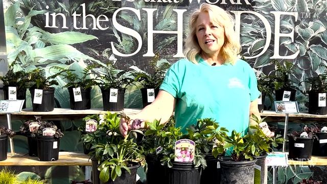 Hellebore Care  How to Grow Them  Fairview Garden Center