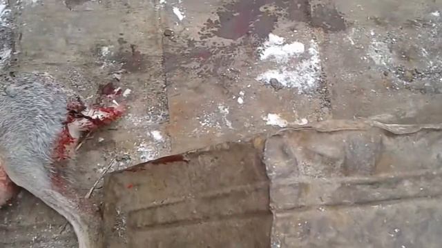 Охота на зайца. смотреть онлайн