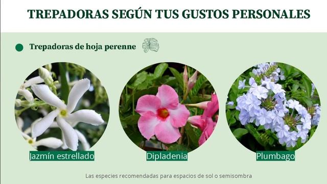 Plantas trepadoras - arquitectura paisajista