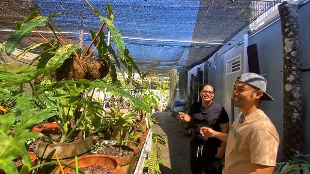 TAMAN YUKIO | SULTAN TANAMAN HIAS & MONSTERA VARIGATA LANGKA DI BALI #planttour