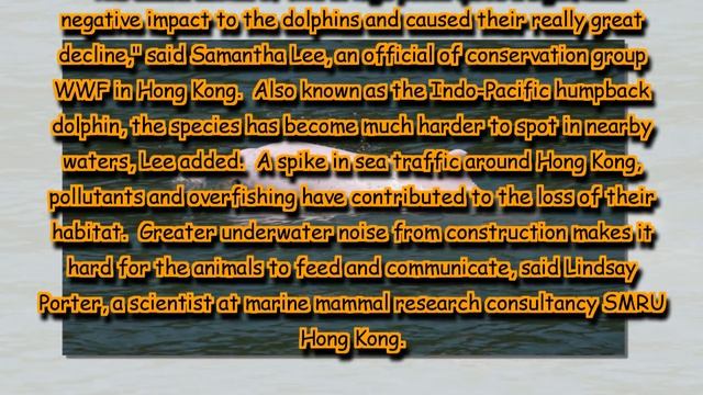 Bridge to China brings threat for Hong Kong's native pink dolphin смотреть онлайн