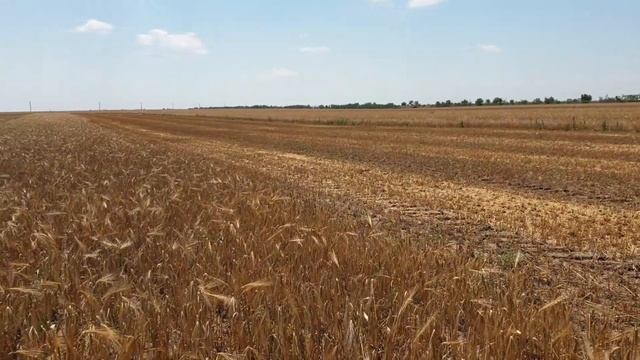 Уборка канадского ячменя двуручки  Элдон элита , 28.06.2020 смотреть онлайн