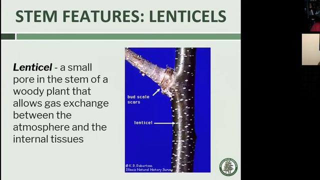 Botany for Beginners 10/22/2020 смотреть онлайн