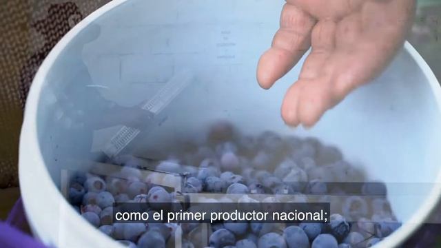 Puebla primer productor nacional de arándano azul (Blueberry) смотреть онлайн