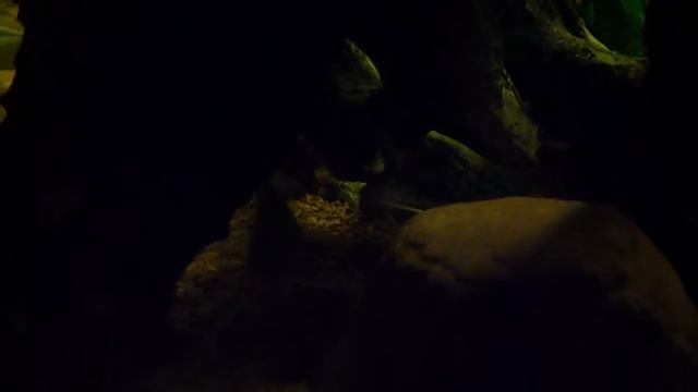 петриколы3 смотреть онлайн