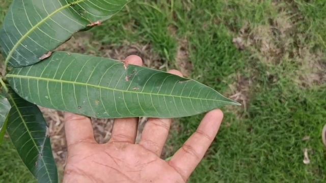 Brunei King Mango Plant In India| ব্রুনাই কিং আম|Shivam fruit forest смотреть онлайн