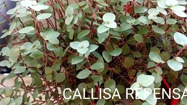 Fast growing hanging plants/വേഗത്തിൽ വളരുന്ന ഹാങ്ങിങ്  പ്ലാന്റ്സ്