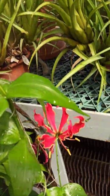 Глориоза. Оранжереи Ботанического сада Петра 1. Санкт-Петербург смотреть онлайн