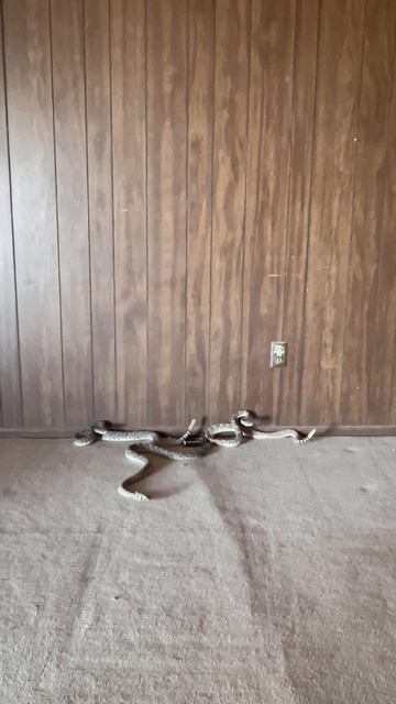 It's a busy time in Snake Town. #rattlesnakes #shorts #photography #nature #wildlifephotography смотреть онлайн