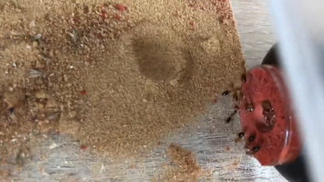 Suivi des fourmis Camponotus floridanus смотреть онлайн