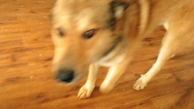 ВОЗЬМИТЕ РЫЖИКА ДОМОЙ смотреть онлайн