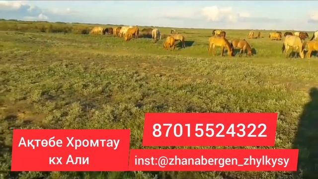 Тай байталдар сатылады барлық сұрақ ватсапқа Мұғалжар жылқысы Мугалжарская порода лошадей смотреть онлайн