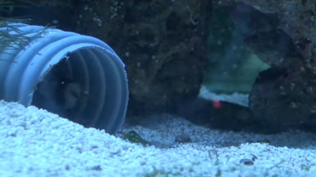 Echidna polizona смотреть онлайн