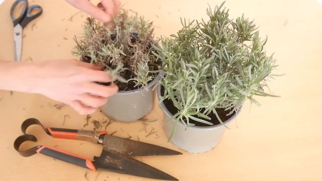How to Prune Lavender in Winter: Top Tips!! - Lavender World смотреть онлайн