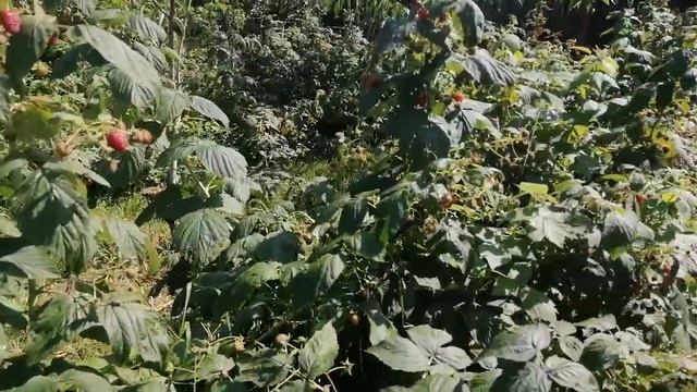 собираем малину смотреть онлайн