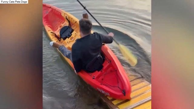 ПРИКОЛЫ, РЖУ НЕ МОГУ ОСТАНОВИТЬСЯ  FUNNY CATS & DOGS  GATOS, PERROS, ANIMALES MUY DIVERTIDOS  非常有趣的 смотреть онлайн