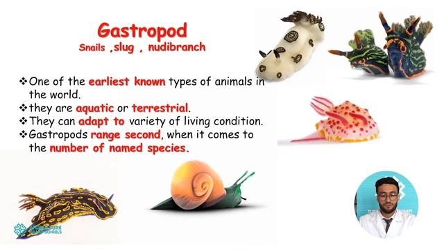 Biology 11 | Zoology Part 1 смотреть онлайн