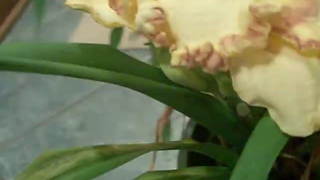 daylily avi..AVI смотреть онлайн