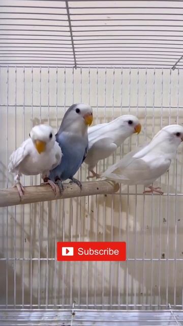 albino pechface lovebirds 🦜 adult breeding pair #shorts daily new video animals and birds related смотреть онлайн