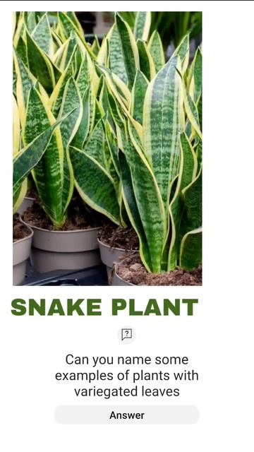 Do plants with coloured leaves lack chlorophyll? #vareigatedleaves