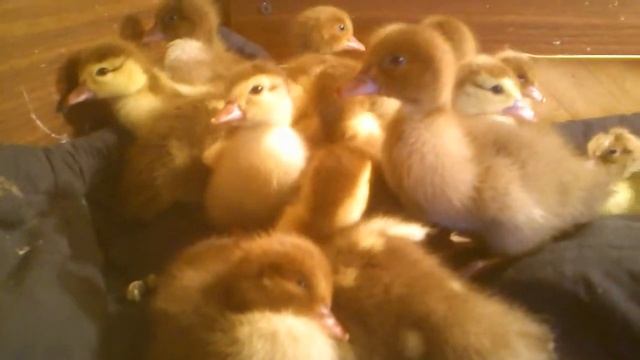 Мускусные утята 1-3 день жизни ч.5 смотреть онлайн