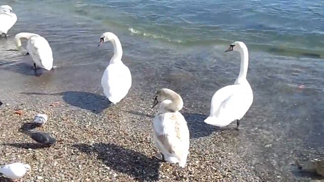 Феодосия весной смотреть онлайн