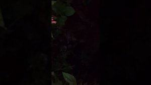 а вы слышали как ёжики свистят?