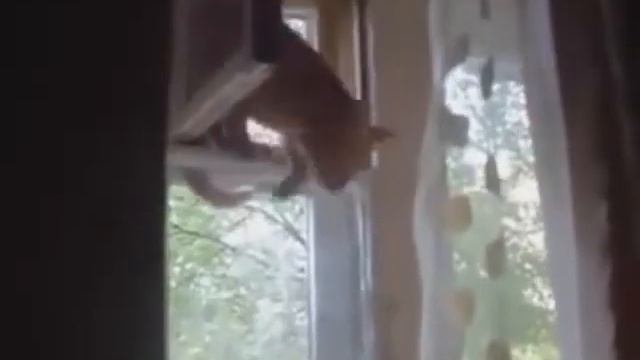 Супер! Топ 2015 самых умных кошек и котов! Шок смотреть онлайн