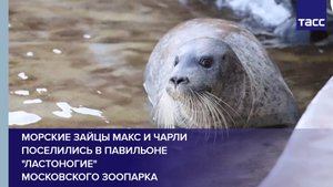 Морские зайцы Макс и Чарли поселились в павильоне "Ластоногие" Московского зоопарка