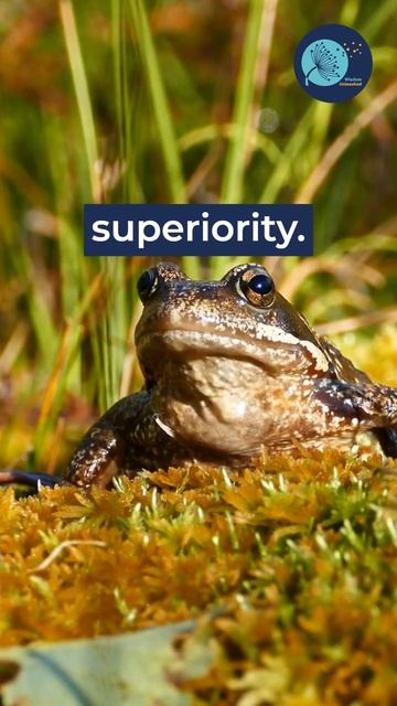 Frog in the Well-Wisdom from Zhuangzi That Will Change Your Perspective! #shorts #wisdom #philosoph смотреть онлайн