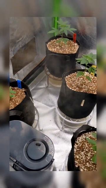 they growing up смотреть онлайн