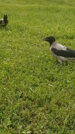 Динозаврики с длинными шеями #вороны / Dinosaurs with long necks #crow #crowfashion #fledgling