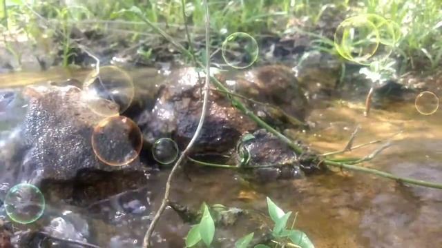 Butterfly Song with Real Butterfly. смотреть онлайн