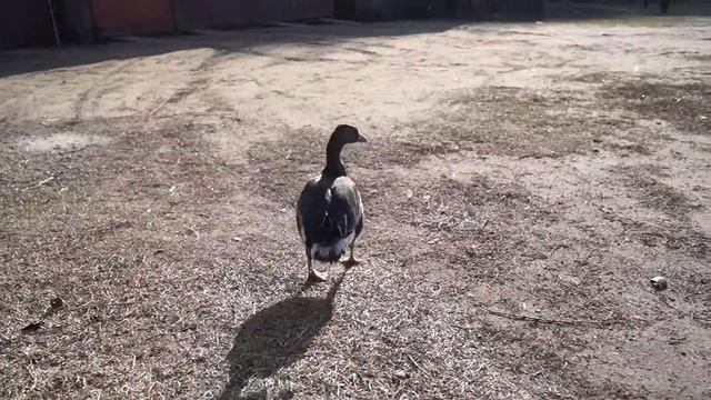Гусь на прогулке смотреть онлайн