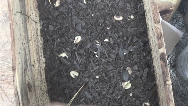 using heat to kill endo ecto parasites in stored grain смотреть онлайн