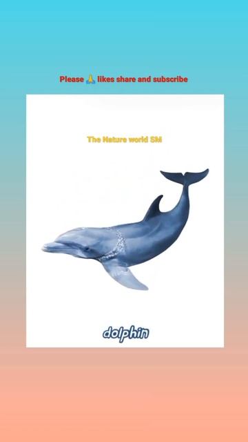 🐳 whale and Dolphin 🐬 Sound.#shorts #animes #sea смотреть онлайн