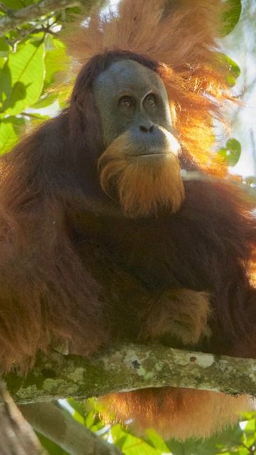 Самые редкие животные. 99.975 Вы не знали что они вымирают.