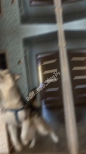 Эдит(маламут а)доброе утро😊❗звук мой ❗ спасибо за 910 подпищеков 🤭🤭💕 смотреть онлайн